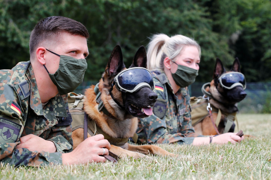 Những chú chó được đeo kính râm để tránh ánh nắng gắt và bụi khi huấn luyện về Covid-19 tại trung tâm huấn luyện chó đánh hơi của Quân đội Đức, ở Daun, Đức.