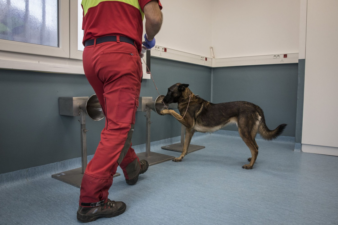 Chú chó được dạy đánh hơi Covid-19 ở Trường thú y quốc gia Alfort tại Paris, Pháp.