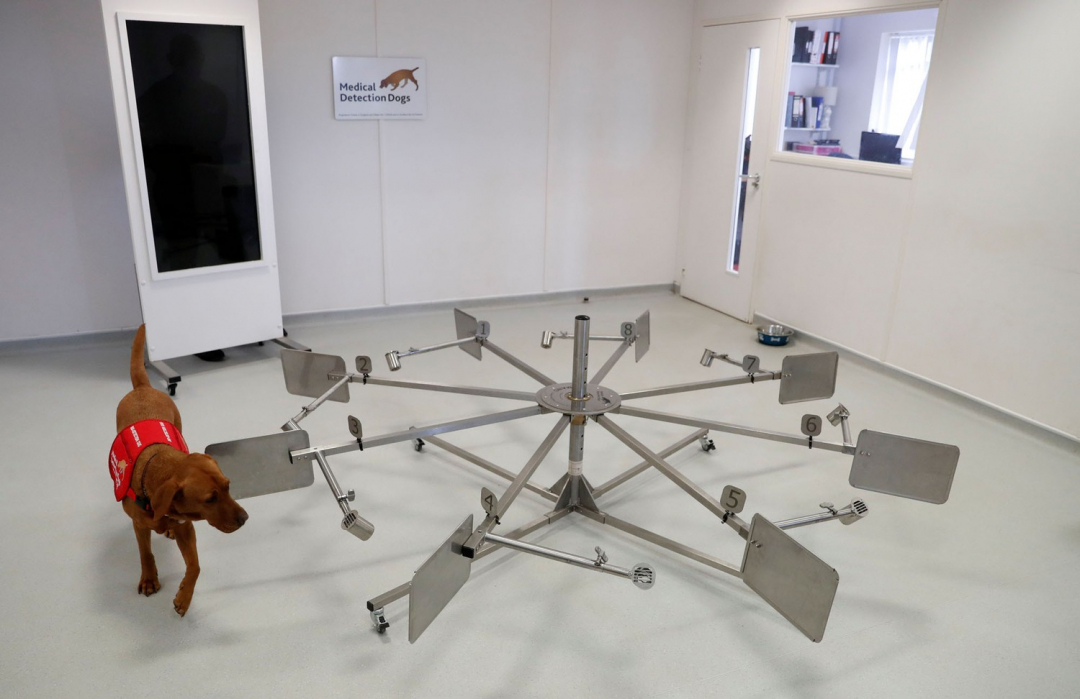 Người huấn luyện đứng sau cửa kính quan sát chú chó tìm kiếm mẫu có nhiễm Covid-19 trên các tấm bảng ở trại huấn luyện tại ở Milton Keynes, Anh.