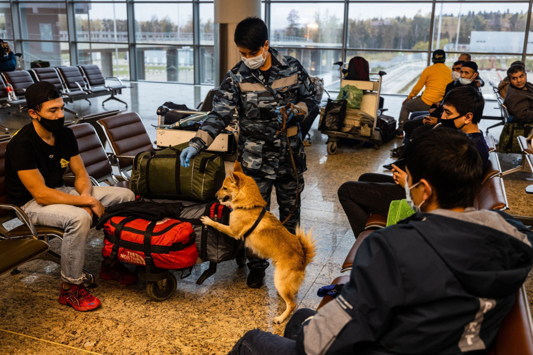Người huấn luyện của hãng hàng không Aeroflot, Nga đưa chó đi đánh hơi Covid-19 trong hành lý của khách hàng tại sân bay quốc tế Sheremetyevo, Moscow.