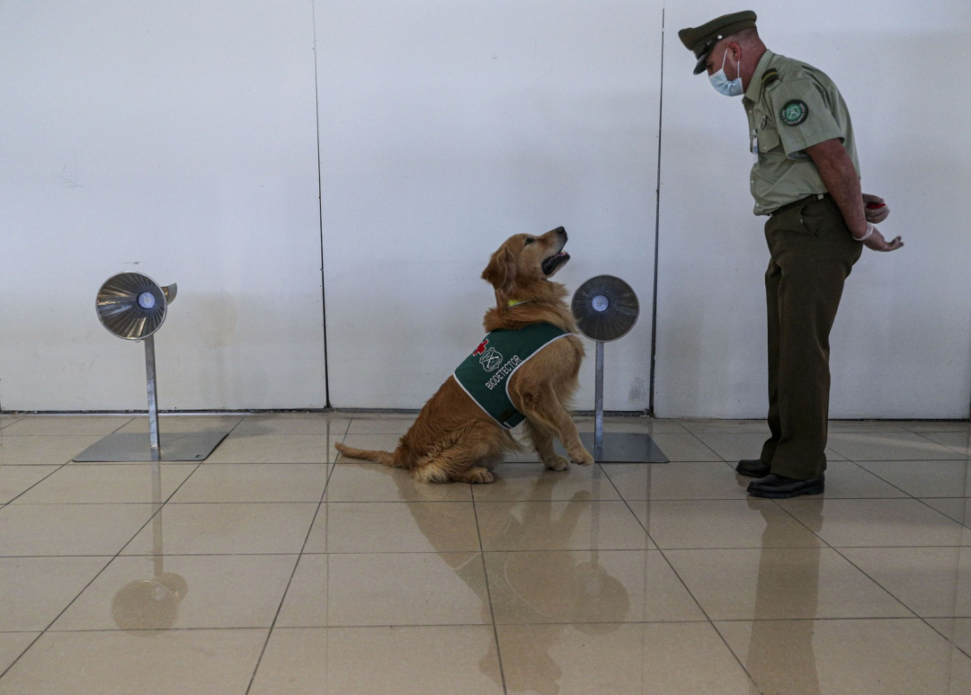 Cảnh sát cùng chú chó đánh hơi Covid-19 của mình tại sân bay quốc tế Arturo Merino Benítez, Chile.