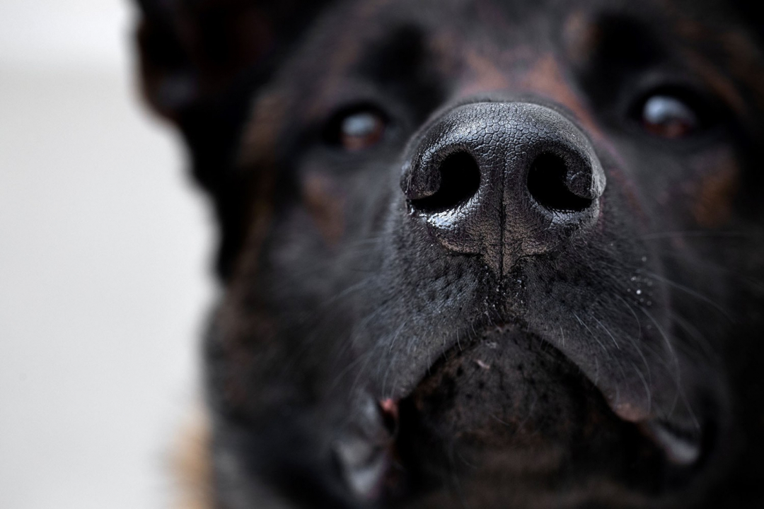 Chú chó được huấn luyện để đánh hơi mảnh vải có Covid-19 tại Maison-Alfort, ngoại ô Paris, Pháp.