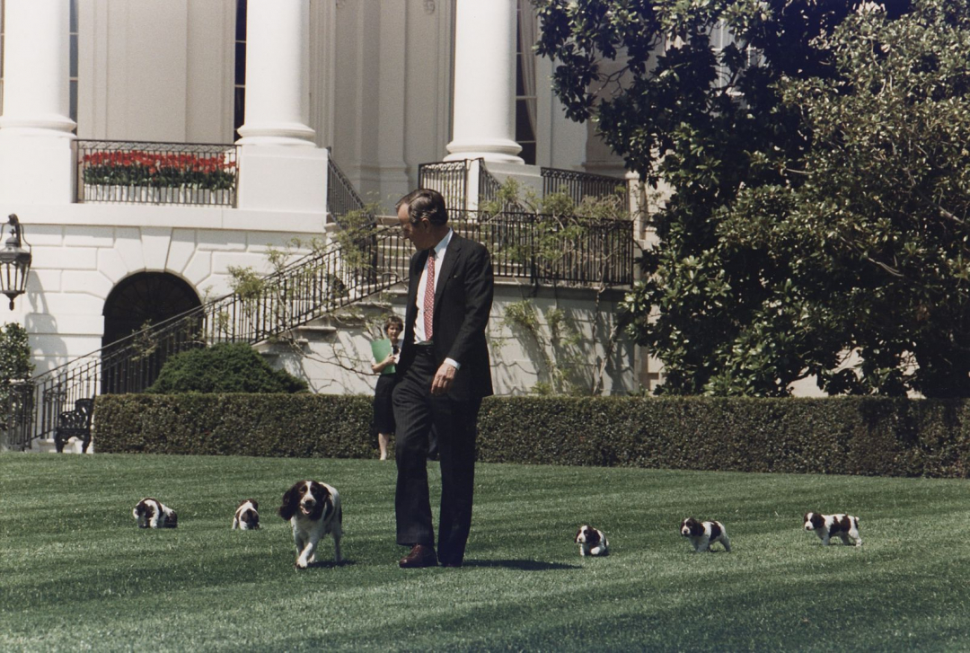 Tổng thống George H.W. Bush (Bush Cha) đi dạo cùng đàn chó của mình trong Nhà Trắng.
