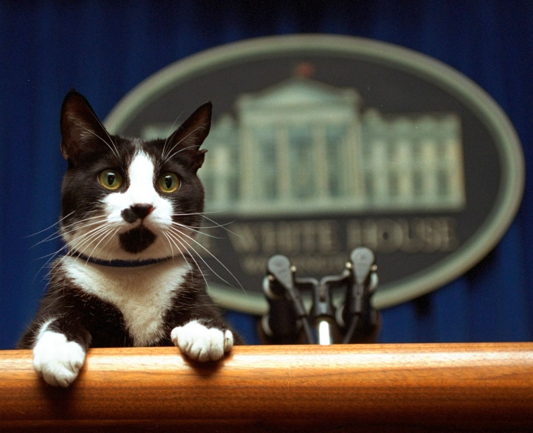 Chú mèo Socks của gia đình Clinton trèo lên bục phát biểu trong phòng họp báo của Nhà Trắng.