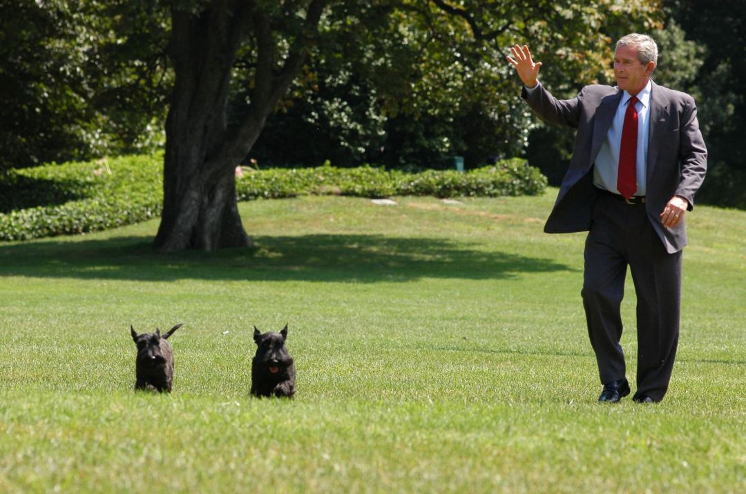 Tổng thống George W. Bush (Bush Con) chơi đùa cùng 2 chú chó cưng trong Nhà Trắng.