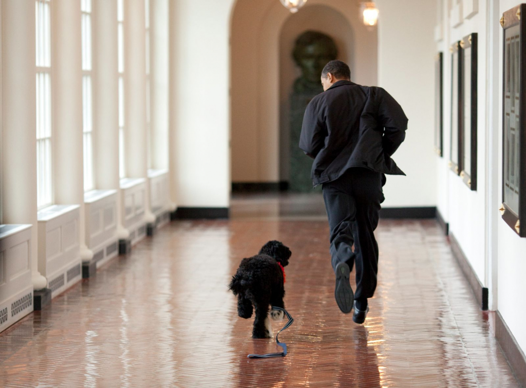 Tổng thống Barack Obama chạy chơi cùng chú chó Bo trong Nhà Trắng.
