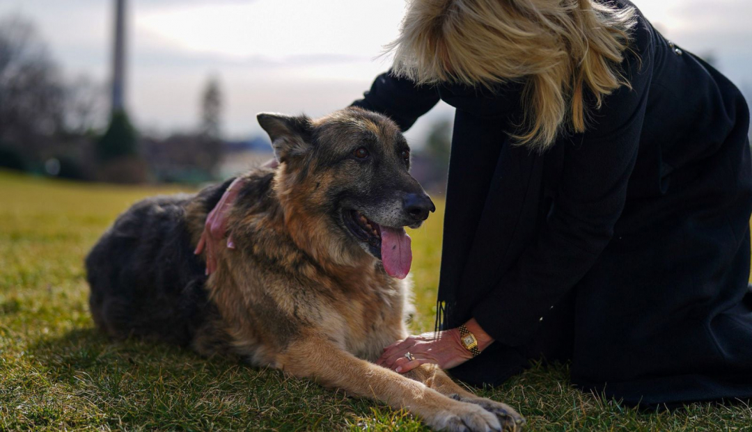 Chú chó săn giống Đức có tên Champ của gia đình Tổng thống Biden mới được chuyển đến Nhà Trắng.