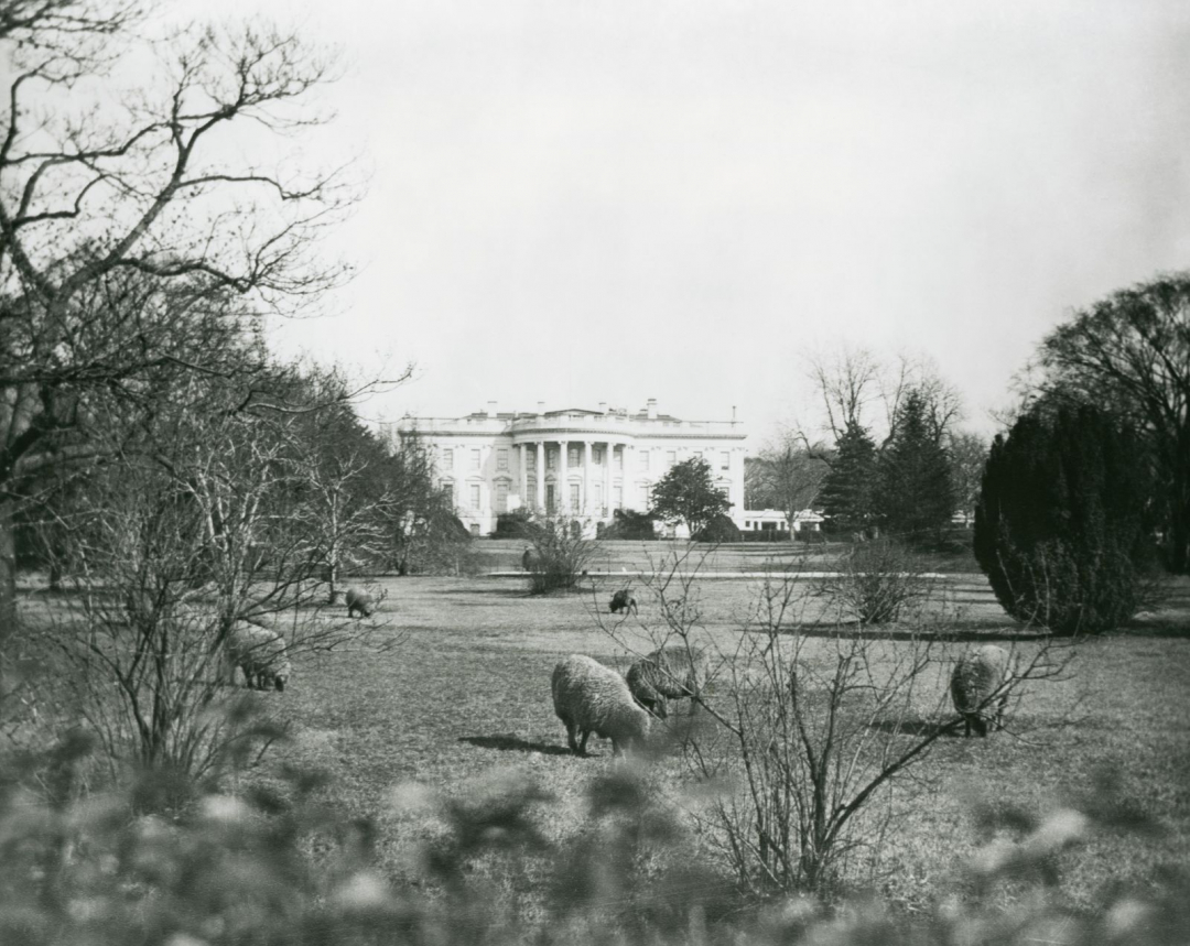 Đàn cừu của Tổng thống Woodrow Wilson nhẩn nha gặm cỏ ở khu vực phía Nam của Nhà Trắng.