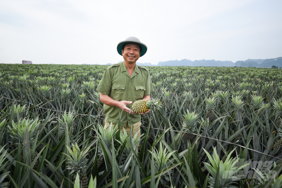 Người nông dân rạng rỡ trên cánh đồng dứa ở Tam Điệp, Ninh Bình. Ảnh: Tùng Đinh.