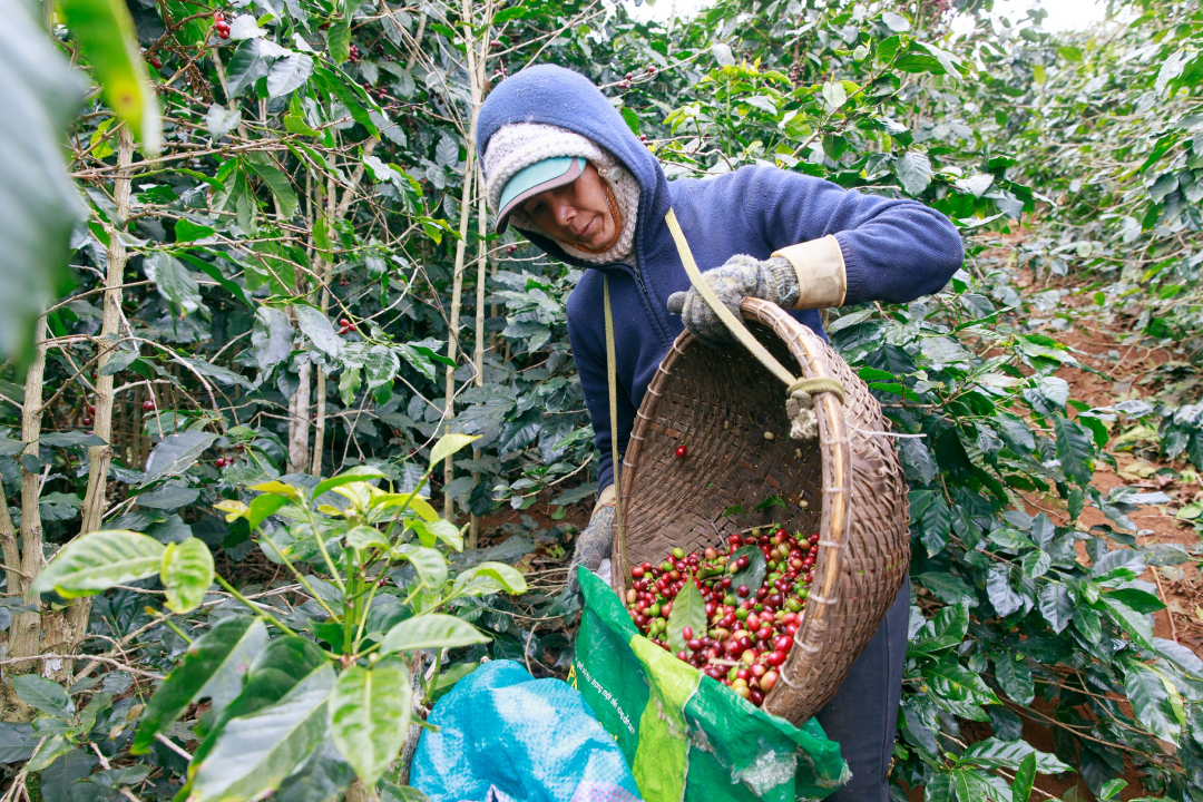 Người dân thu hoạch cà phê tại Lâm Đồng, Việt Nam. Ảnh: GCP.