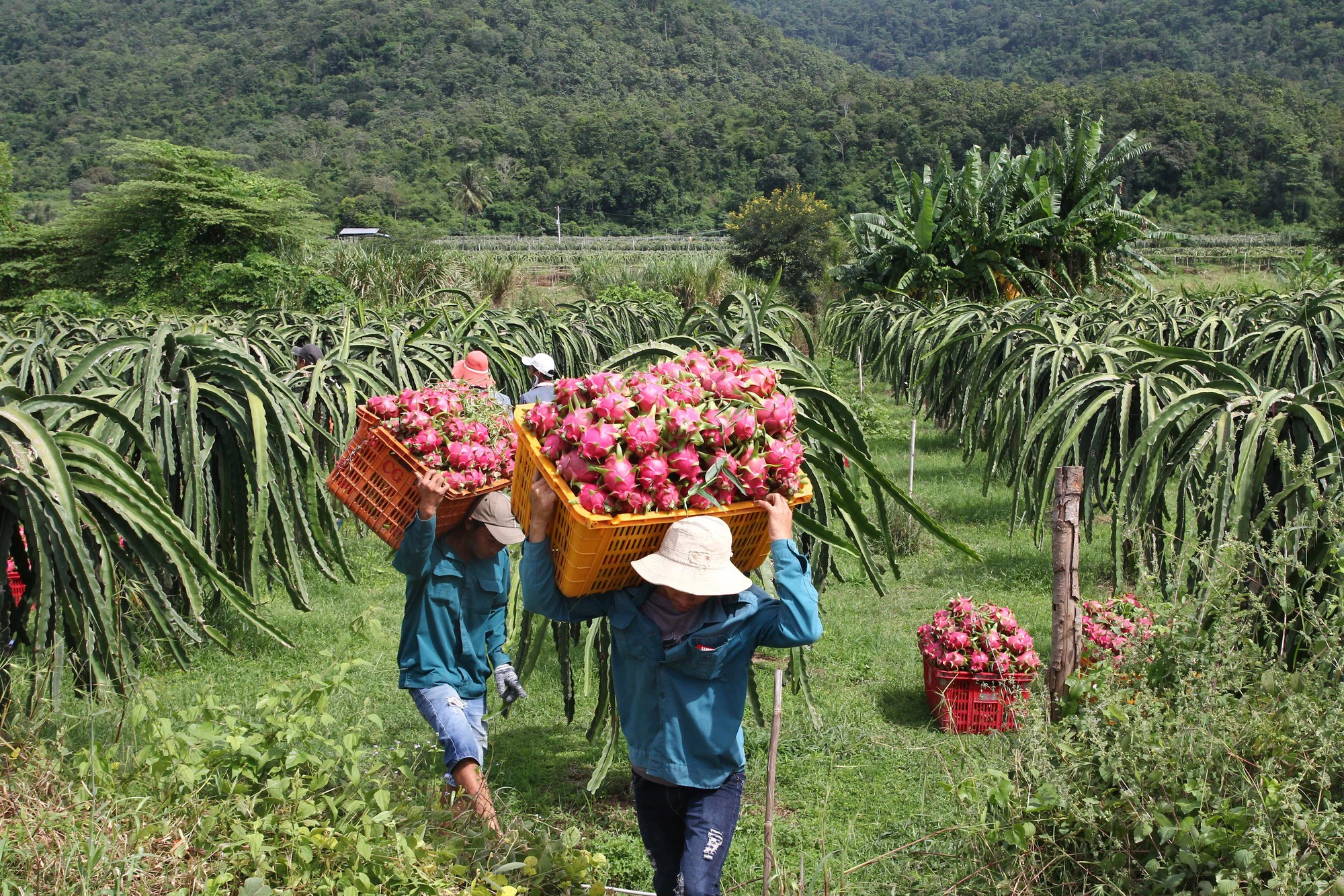 Các địa phương phía Nam cần chủ động trong xử lý vấn đề nông sản. Ảnh mang tính minh họa.