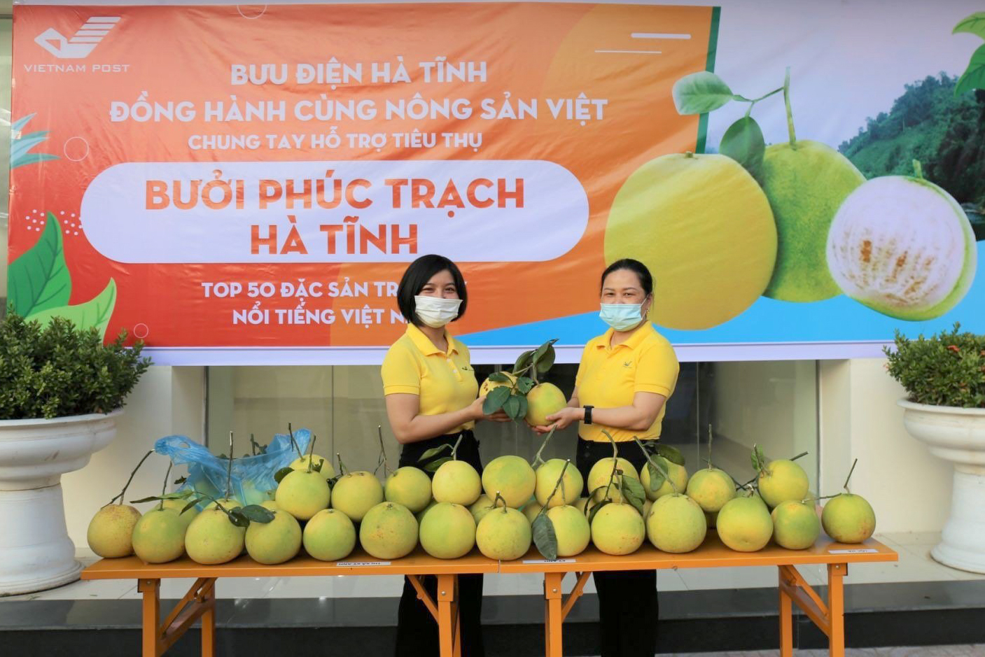 Bưu điện Việt Nam dự kiến hỗ trợ tiêu thụ được 500 tấn bưởi Phúc Trạch.