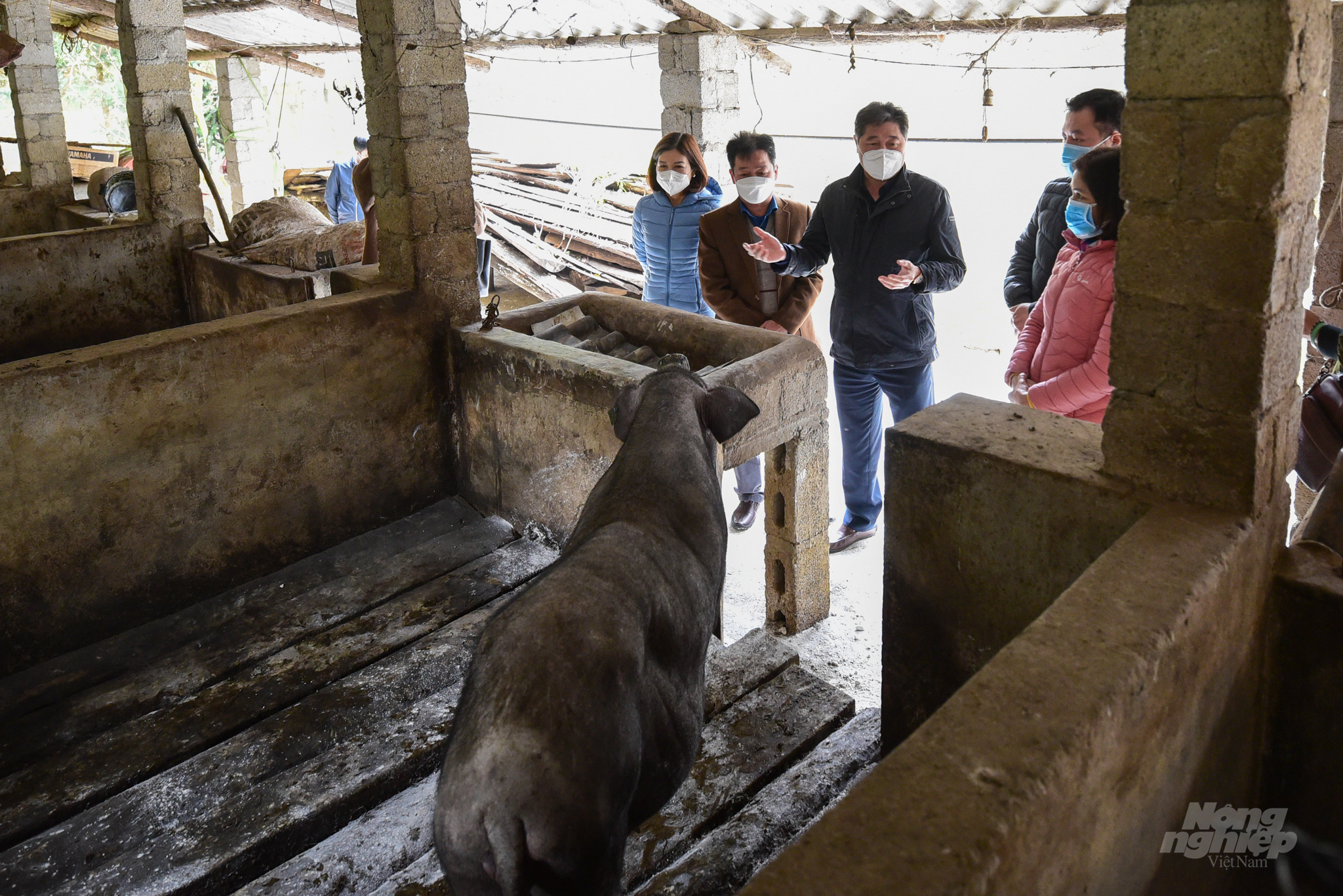 Nhờ hoạt động hiệu quả của cán bộ khuyến nông cở sở mà nhiều gia đình người H'mong ở huyện Mèo Vạc dù không biết tiếng phổ thông nhưng vẫn có thể phát triển đàn lợn bản địa, đem lại nguồn lợi kinh tế cao. Ảnh: Tùng Đinh.