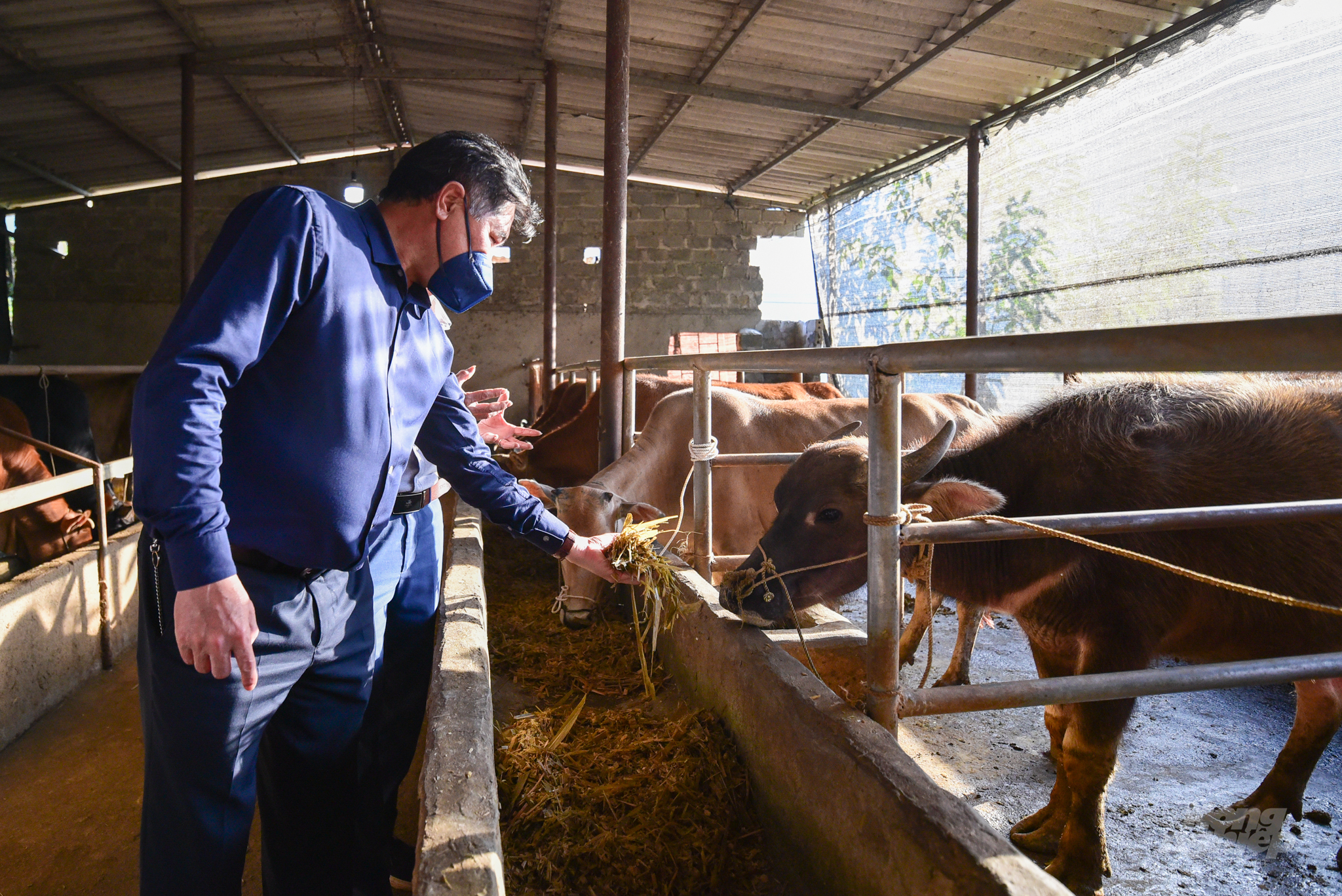 Mô hình trồng cỏ và ủ chua làm thức ăn qua mùa đông cho gia súc tại Hà Giang được Giám đốc TTKNQG Lê Quốc Thanh đánh giá cao. Ảnh: Tùng Đinh.
