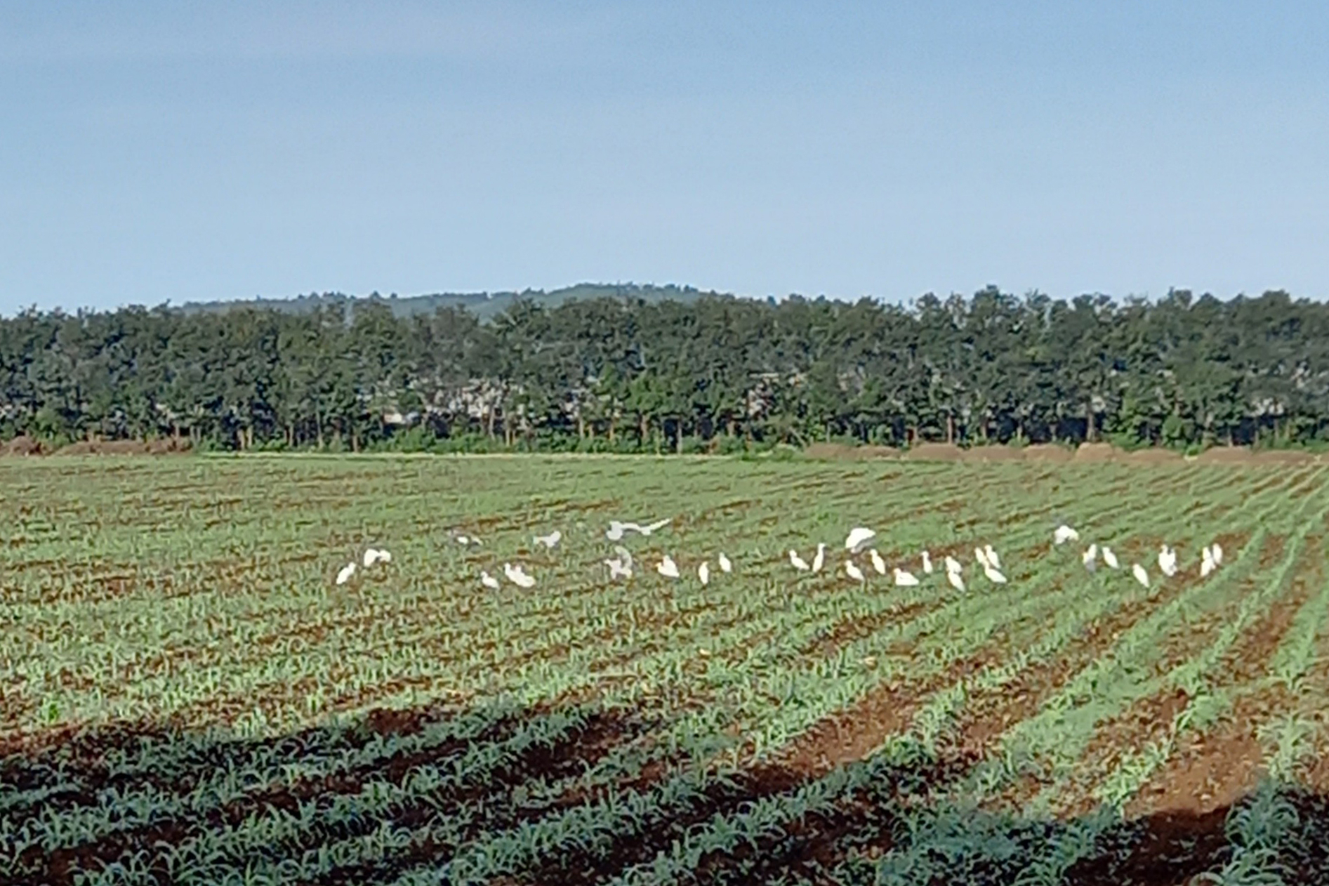 Đàn cò trắng trên những cánh đồng không hóa chất của trang trại sữa tươi Dalatmilk tại Đơn Dương – Lâm Đồng.
