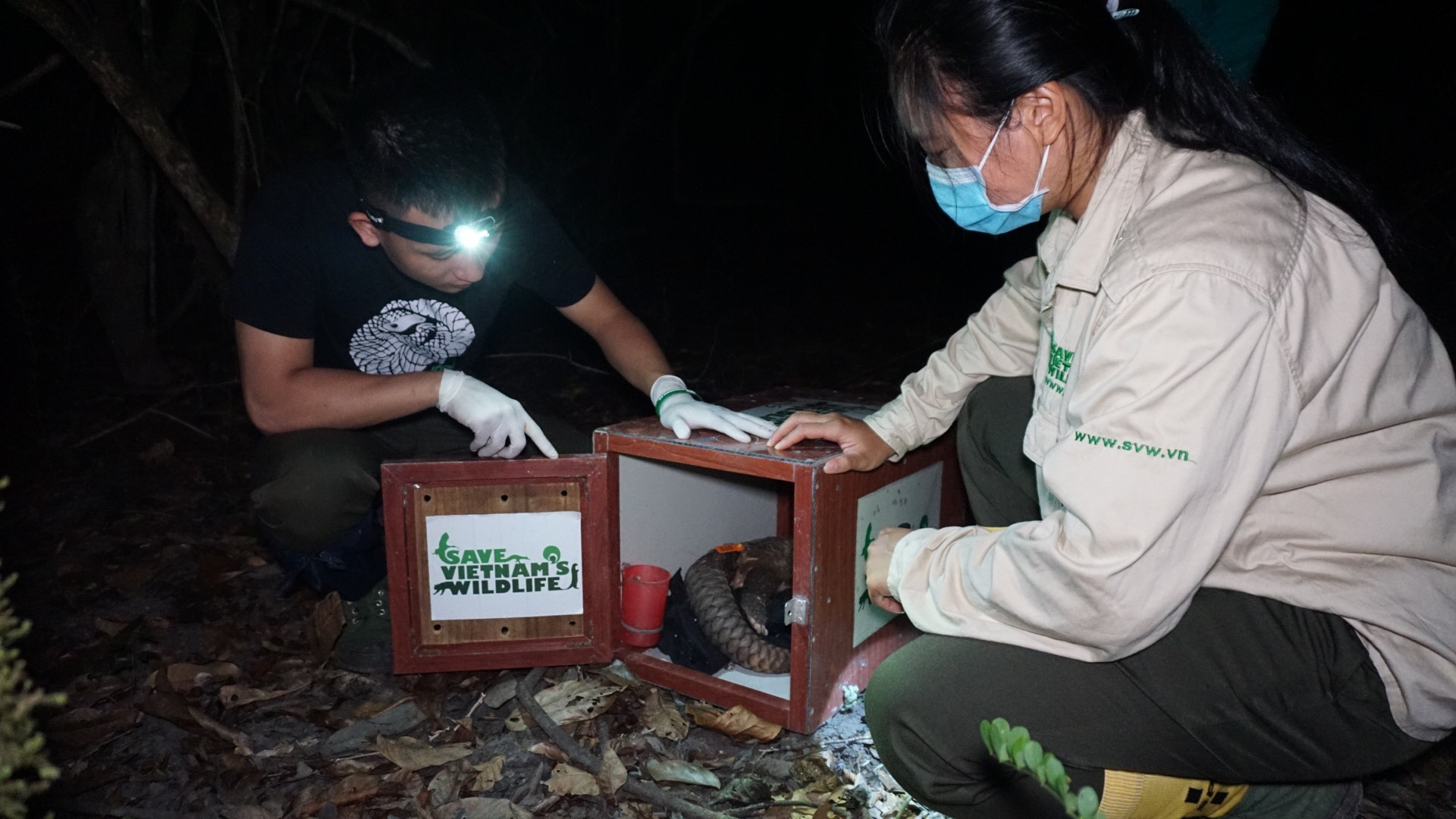 Vườn Quốc gia Cúc Phương phối hợp Trung tâm Bảo tồn Động vật Hoang dã tại Việt Nam (SVW) tái thả 12 cá thể tê tê Java.