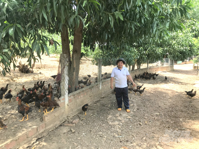 Mô hình nuôi gà ta thả đồi ở huyện Hoài Ân (Bình Định). Ảnh: Vũ Đình Thung.