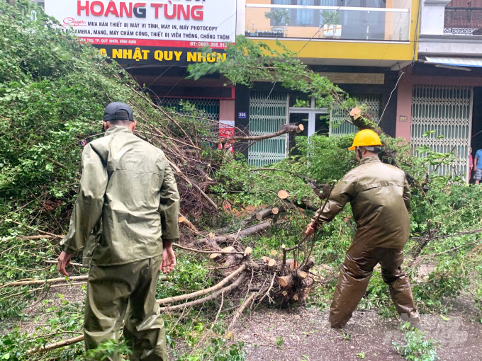 Dọn dẹp cây xanh bị ngã đổ trong TP Quy Nhơn. Ảnh: Vũ Đình Thung.