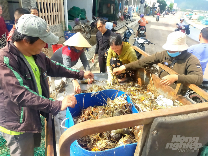 Thương lái đổ xô về vùng nuôi tôm hùm ở Vịnh Xuân Đài mua tôm hùm chết. Ảnh: Vũ Đình Thung.