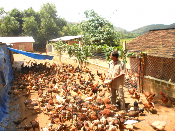 Ông Mai Văn Rõ hiện đang nuôi hơn 30.000 con gà ta thả đồi, hiện giá bán chỉ từ 45.000đ-50.000đ/kg hơi. Ảnh: Vũ Đình Thung.