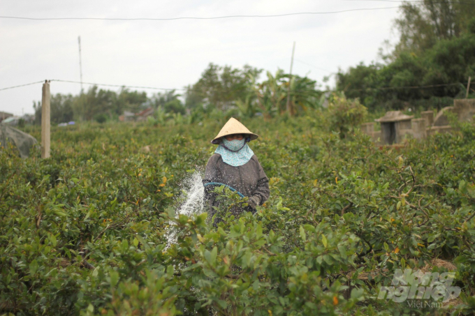 Do thời tiết lạnh kéo dài cả tháng nay nên ảnh hưởng không ít đến việc quyết định lặt lá mai vào thời điểm nào để kịp bông đúng dịp tết. Ảnh: Vũ Đình Thung.