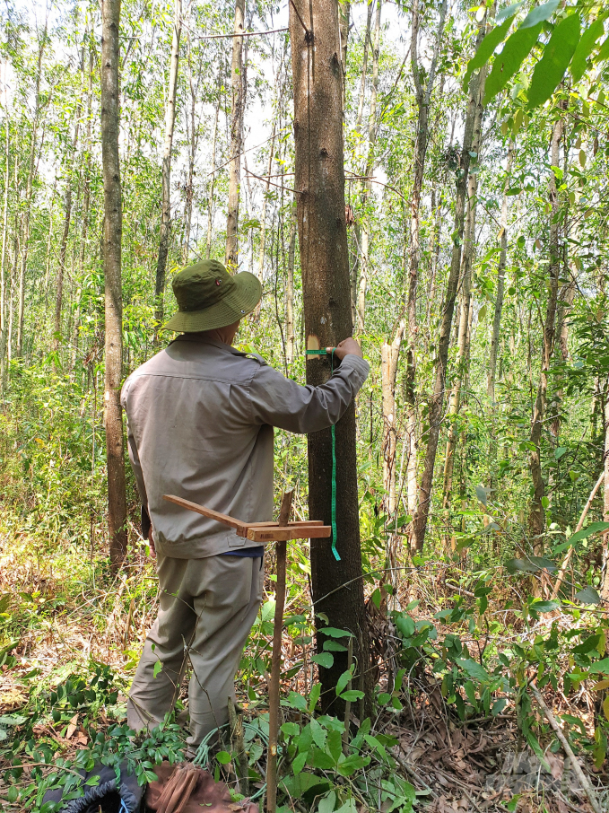 Rừng trồng gỗ lớn của Công ty TNHH Lâm nghiệp Quy Nhơn. Ảnh: Vũ Đình Thung.