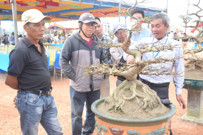 Hội thi là dịp để các nghệ nhân giao lưu, học hỏi kinh nghiệm trồng và cách chăm sóc mai cảnh để nâng cao giá trị cây mai vàng An Nhơn. Ảnh: Vũ Đình Thung.