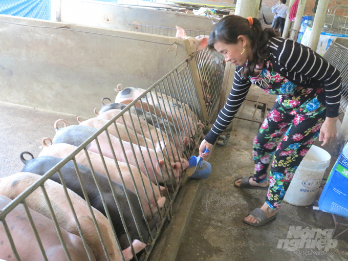 Nhờ chính sách hỗ trợ của tỉnh nên hiện đàn heo thịt tại Bình Định đã tăng đến 667.800 con, tăng 12,5% so cùng kỳ năm trước. Ảnh: Vũ Đình Thung.