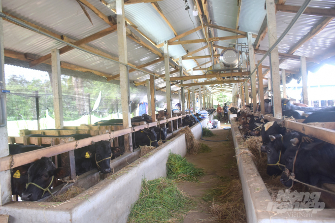Trong năm 2020 các địa phương ở Bình Định đẩy mạnh phát triển chăn nuôi bò thịt chất lượng cao. Ảnh: Vũ Đình Thung.
