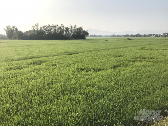 Nhiều diện tích lúa ĐX 2020-2021 ở Bình Định bị chuột cắn phá. Ảnh: Vũ Đình Thung.