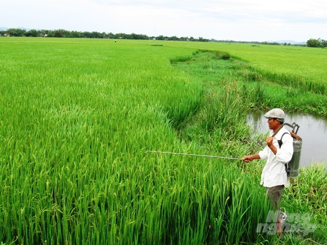 Nông dân Bình Định phun thuốc phòng trừ sâu bệnh bảo vệ lúa ĐX 2020-2021. Ảnh: Vũ Đình Thung.