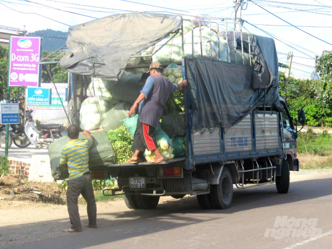 Thương lái thu mua rau của nông dân xã Phước Hiệp chở đi bán cho các chợ bán lẻ trong tỉnh Bình Định. Ảnh: Vũ Đình Thung.