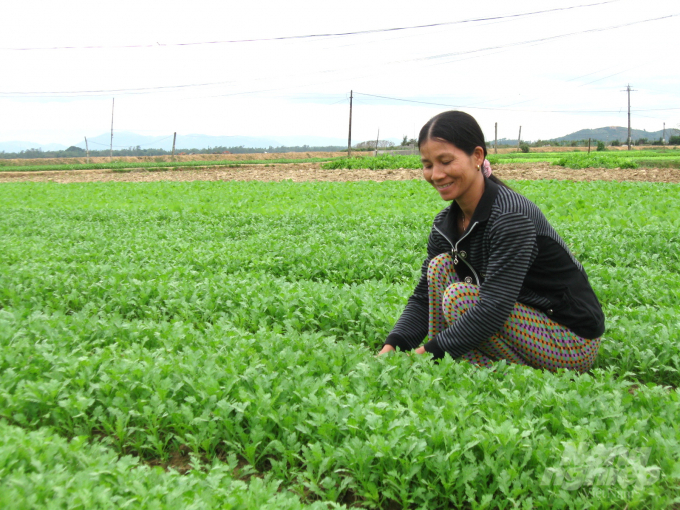 Dịp Tết Nguyên đán Tân Sửu rau bán được giá cao nên người trồng rau xanh ở HTX Thuận Nghĩa (huyện Tây Sơn, Bình Định) rất phấn khởi. Ảnh: Vũ Đình Thung.