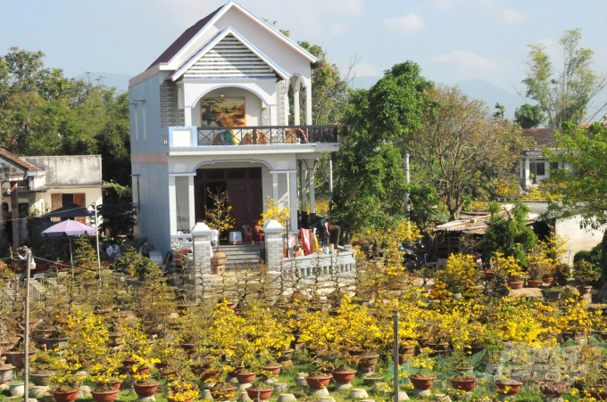 Nhờ trồng mai cảnh nên ở thị xã An Nhơn (Bình Định) có nhiều nhà vườn tỷ phú, xây dựng được nhà cao cửa rộng. Ảnh: Vũ Đình Thung.