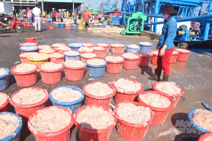 Những ngày qua, Cảng cá Quy Nhơn (Bình Định) luôn tấp nập hoạt động mua bán ruốc biển. Ảnh: Vũ Đình Thung.