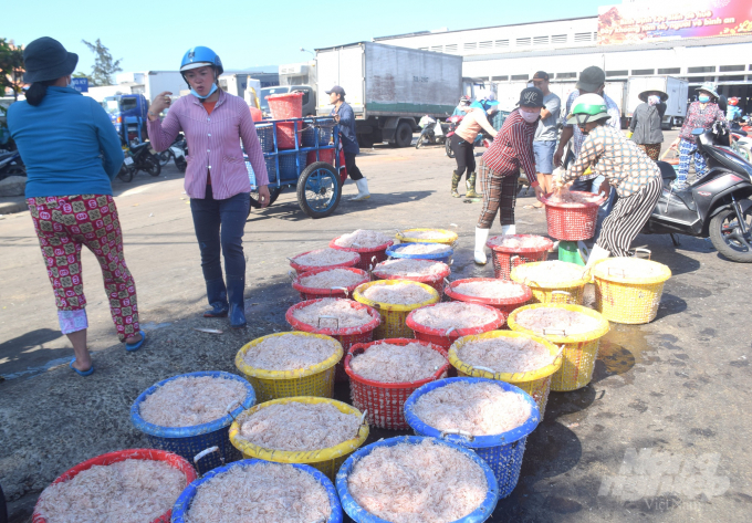 Thương lái tập trung về Cảng cá Quy Nhơn (Bình Định) rất đông để thu mua ruốc. Ảnh: Vũ Đình Thung.