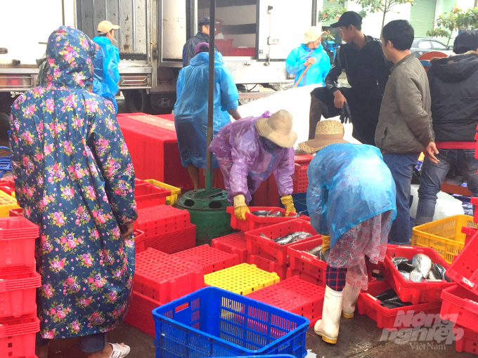 Hiện Cảng cá Quy Nhơn (Bình Định) đã đưa gần 30 hộ mua bán thủy sản tại cảng tập trung vào khu nhà phân loại cá để đảm bảo vệ sinh an toàn thực phẩm. Ảnh: Lê Khánh.