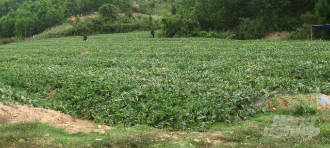 Dù không thống kê được, nhưng diện tích trồng dưa hấu hàng năm trên địa bàn Bình Định ước cả ngàn ha. Ảnh: Vũ Đình Thung.