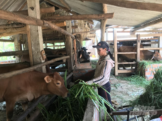 Giai đoạn 2021-2025, Bình Định đầu tư hơn 62,5 tỷ đồng để phát triển chăn nuôi bò thịt chất lượng cao trong nông hộ. Ảnh: Vũ Đình Thung.