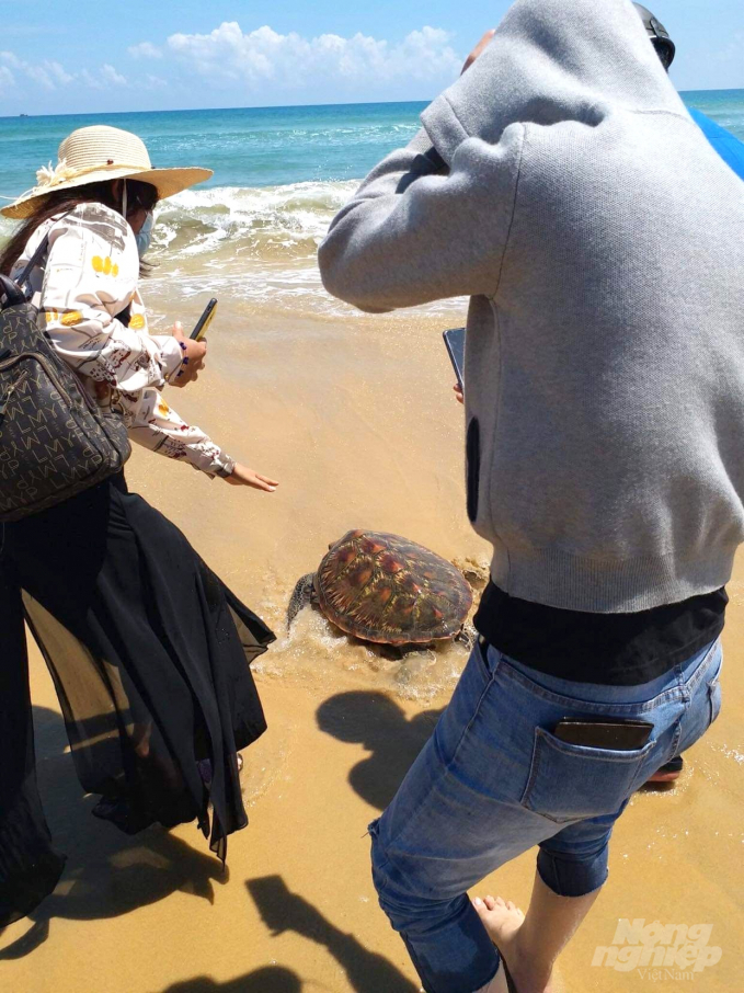 Người dân hiếu kỳ đến xem con rùa biển quý hiếm. Ảnh: Vũ Đình Thung.