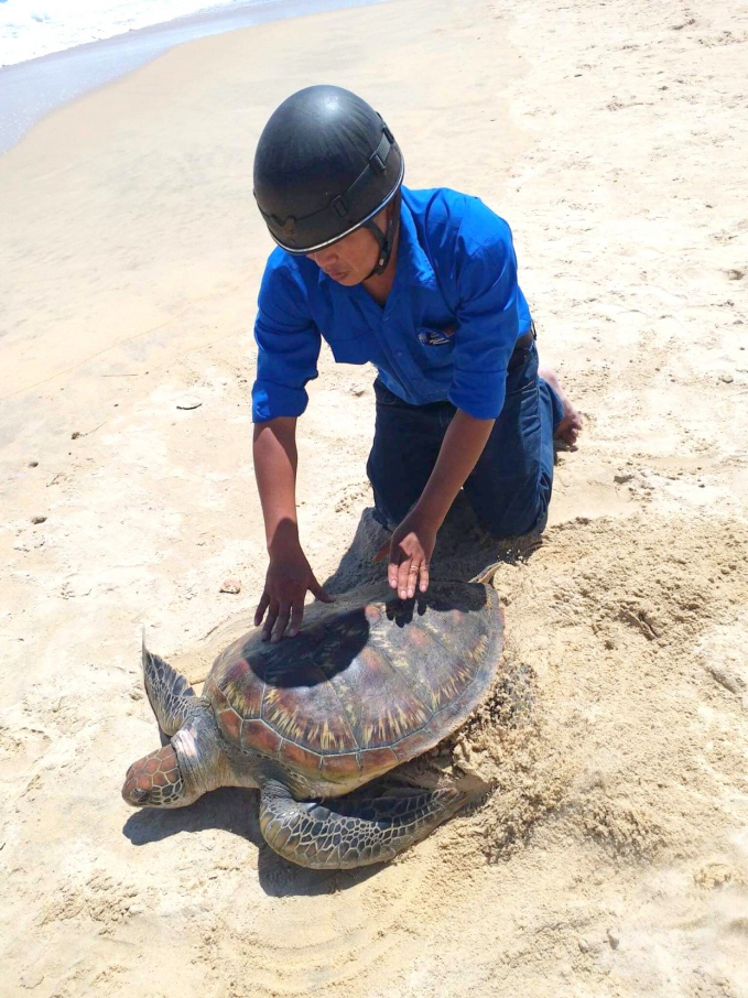 Con rùa biển dài 60cm, nặng 28kg. Ảnh: Vũ Đình Thung.