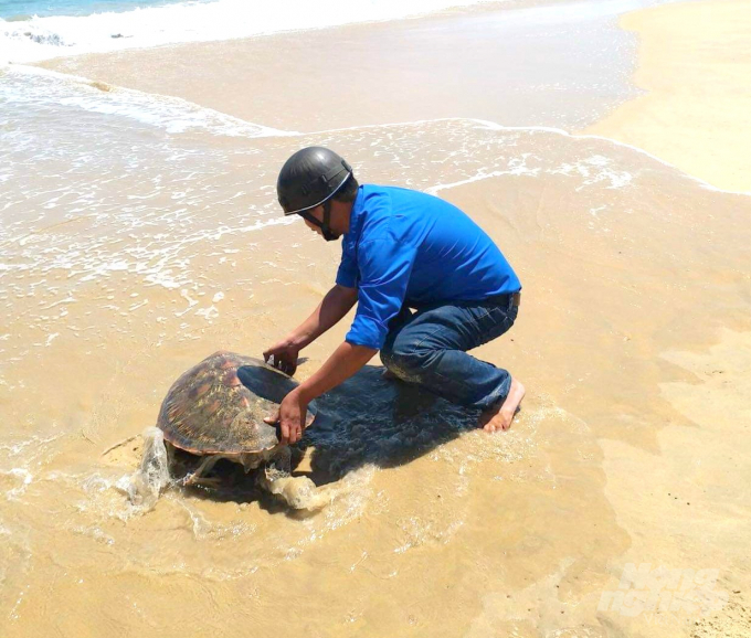 Anh Đồng Văn Kỳ, Bí thư Chi đoàn Thanh niên Chi cục Thủy sản Bình Định, đã đưa con rùa ra đến mép biển. Ảnh: Vũ Đình Thung.