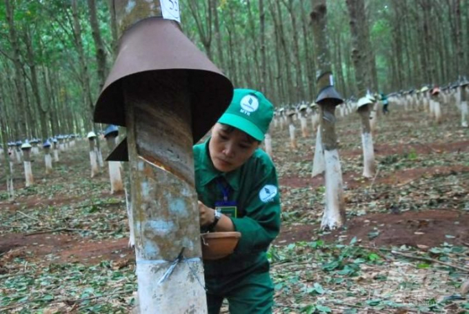 Vietnam becomes the fifth largest natural rubber supplier to the Chinese market.