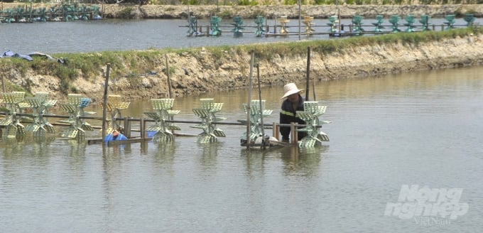 Môi trường vùng nước nuôi tại những vùng nuôi tôm thâm canh, bán thâm canh ở Bình Định đang ổn định. Ảnh: Vũ Đình Thung.