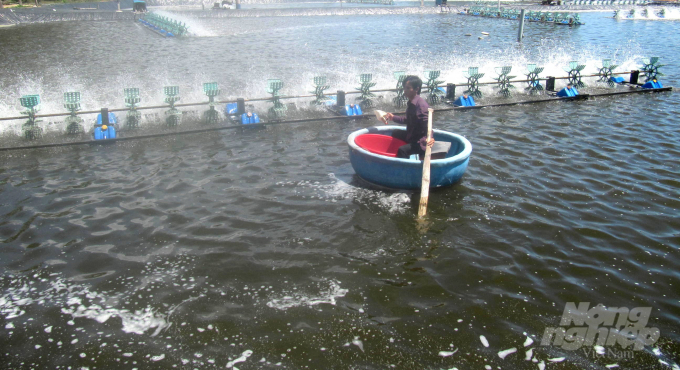 The VietGAP shrimp farming households in Cong Luong A village, Hoai My Commune in Hoai Nhon Town, Binh Dinh Province have raised shrimps in separate settling and rearing and discharging ponds. Photo: Vu Dinh.