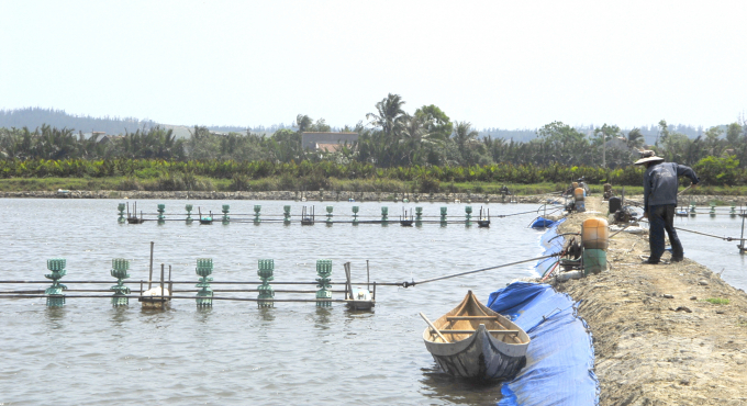 Vụ tôm đầu năm 2021 huyện Tuy Phước (Bình Định) thả nuôi được hơn 970ha diện tích mặt nước. Ảnh: Duy Khánh.
