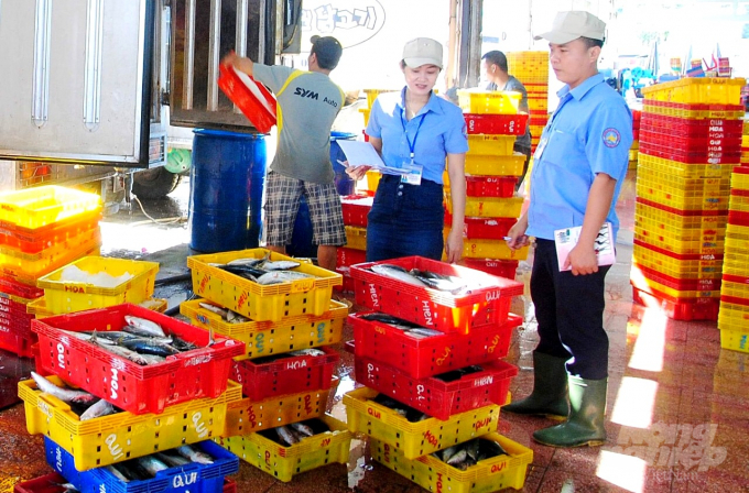 Từ nay, ngoài nhiệm vụ trong công tác chống khai thác thủy sản bất hợp pháp theo quy định của EC, các cảng cá ở Bình Định còn mất thêm nhân lực để bố trí tại các chốt kiểm dịch Covid-19. Ảnh: Vũ Đình Thung.