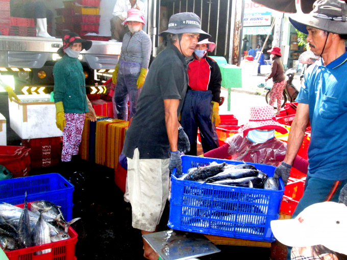 Đang là vụ đánh bắt chính cá ngừ sọc dưa nên hầu hết tàu cá của ngư dân Bình Định đều có chuyến biển bội thu. Ảnh: V.Đ.T