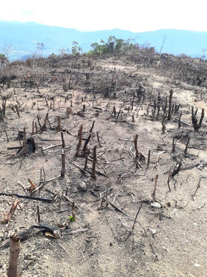 Hiện trường vụ phá rừng ở xã Tây Thuận (huyện Tây Sơn, Bình Định). Ảnh: KLCC