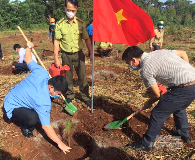 Có 20 hộ dân nhận khoán trồng 19.500 cây thông ba lá trên diện tích 19ha. Ảnh: Ngọc Thăng.